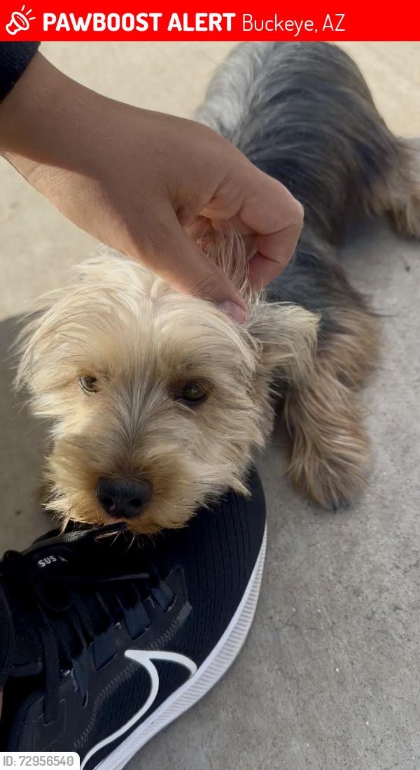 Lost Female Dog last seen Rainbow Rd. & MC85, Buckeye, AZ 85326
