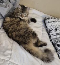 Lost Female Cat last seen Florida Blvd/ Bay Rd, Neptune Beach, FL 32266