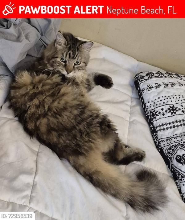 Lost Female Cat last seen Florida Blvd/ Bay Rd, Neptune Beach, FL 32266