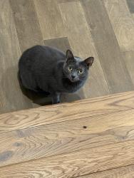 Lost Male Cat last seen Swedish hosp, Issaquah, WA 98029