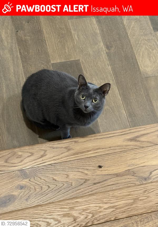 Lost Male Cat last seen Swedish hosp, Issaquah, WA 98029