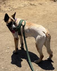 Lost Female Dog last seen Near seigneur ave university hills 90032, Los Angeles, CA 90032