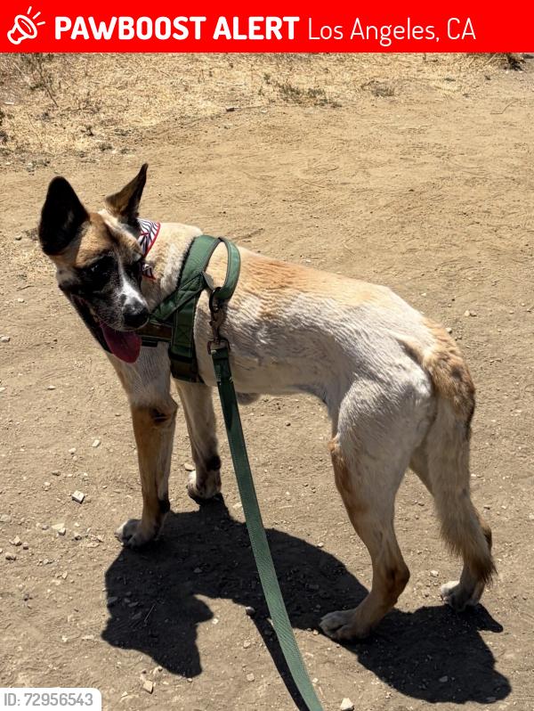 Lost Female Dog last seen Near seigneur ave university hills 90032, Los Angeles, CA 90032