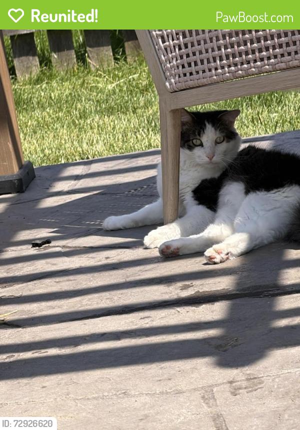 Reunited Male Cat last seen 4th st and prairie , Sugar Grove, IL 60554