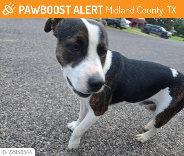 Found/Stray Male Dog last seen Near and east county road 107, Midland County, TX 79706