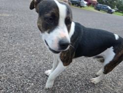 Found/Stray Male Dog last seen Near and east county road 107, Midland County, TX 79706