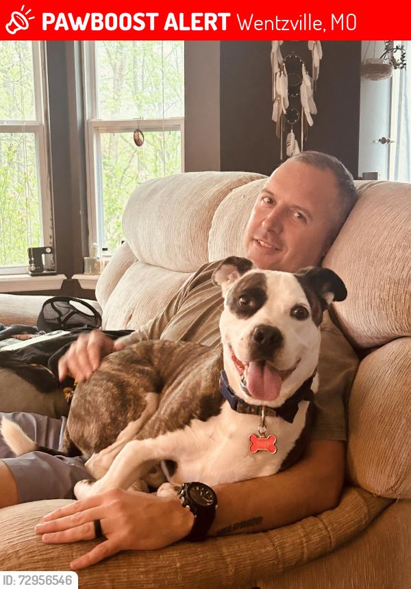 Lost Male Dog last seen Split Rail ct, Wentzville, MO 63385