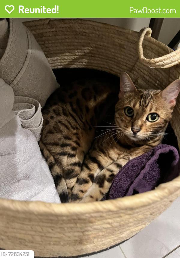 Reunited Female Cat last seen Taylor road Ancaster , Hamilton, ON L9G 1P4
