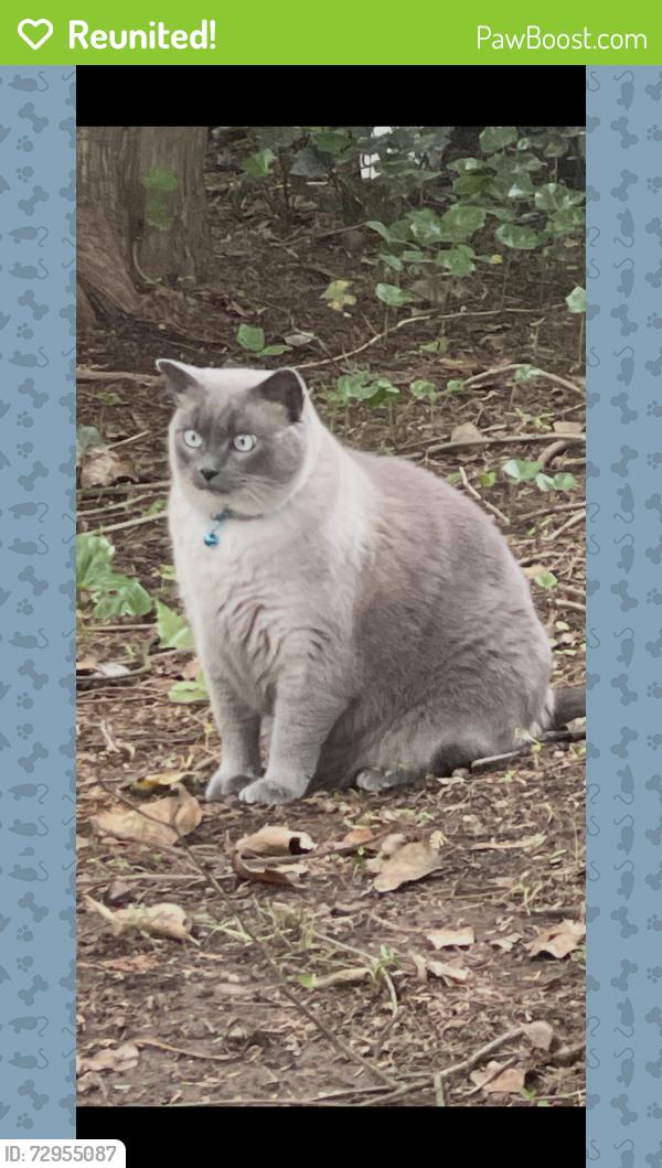 Reunited Male Cat last seen Belvidere Rd/Harristown Glen Rock, Glen Rock, NJ 07452