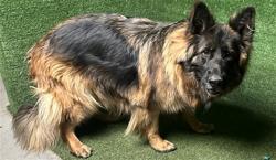 Shelter Stray Female Dog last seen , Quartz Hill, CA 93536