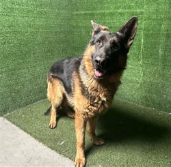 Shelter Stray Male Dog last seen , Quartz Hill, CA 93536