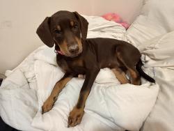 Reunited Female Dog last seen Near Jay Ct, McAllen, TX 78504, USA, McAllen, TX 78504