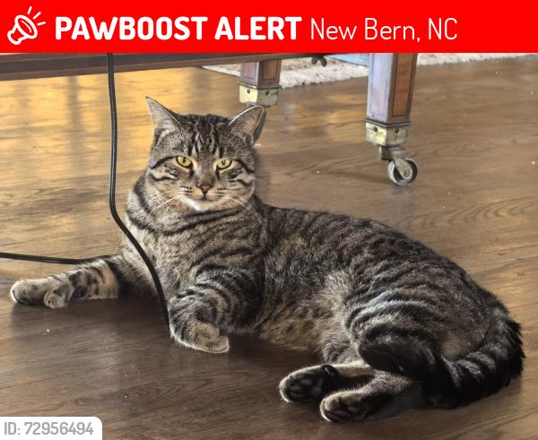 Lost Male Cat last seen Near Old Cherry Point rd between the nursing home and the church, New Bern, NC 28560