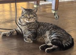 Lost Male Cat last seen Near Old Cherry Point rd between the nursing home and the church, New Bern, NC 28560