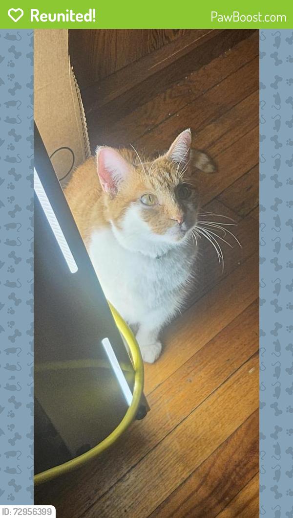Reunited Female Cat last seen 6th Ave and Kishwaukee St, Rockford, IL 61104
