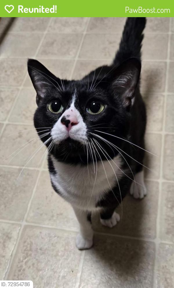 Reunited Male Cat last seen Near Mathilda Ave, Affton, MO 63123, USA, Affton, MO 63123