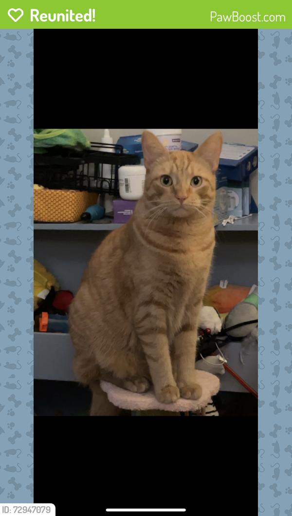 Reunited Male Cat last seen Maryland Ave, Altoona, PA 16602