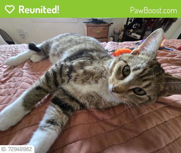 Reunited Male Cat last seen Burlington , The Village, OK 73120