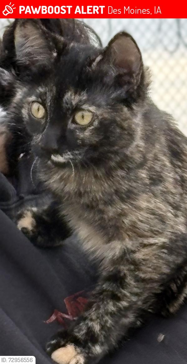 Lost Female Cat last seen 17th & Pleasant streets, Des Moines, Des Moines, IA 50309
