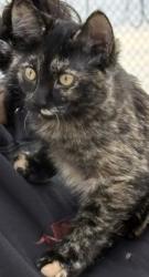 Lost Female Cat last seen 17th & Pleasant streets, Des Moines , Des Moines, IA 50309