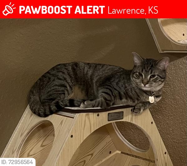 Lost Male Cat last seen Wagstaff and sawhill drive, near Langston hughes, Lawrence, KS 66049
