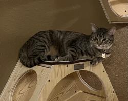 Lost Male Cat last seen Wagstaff and sawhill drive, near Langston hughes, Lawrence, KS 66049
