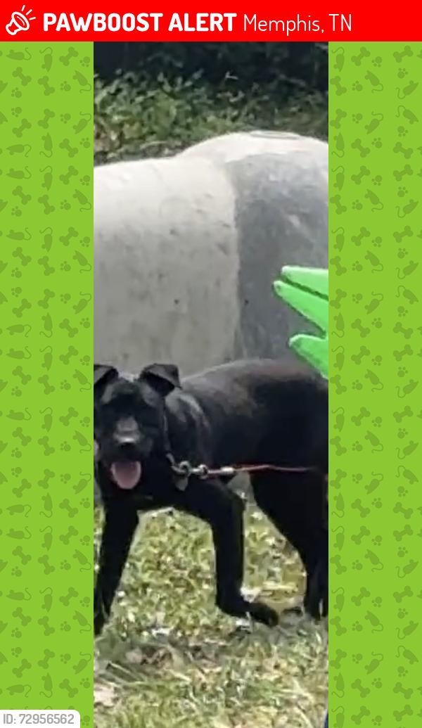 Lost Male Dog last seen Raleigh Lagrange & Courtney , Memphis, TN 38128