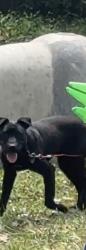 Lost Male Dog last seen Raleigh Lagrange & Courtney , Memphis, TN 38128