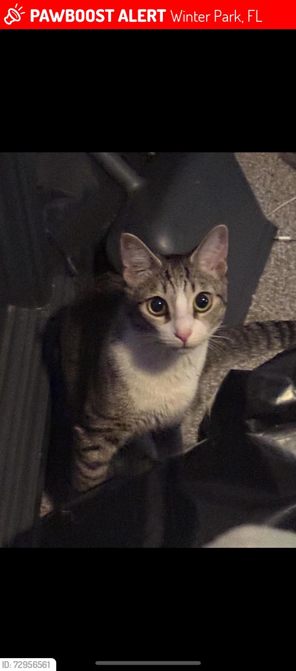 Lost Female Cat last seen Alvista apmts 3903 Sutton Place Blvd, Winter Park, FL 32792