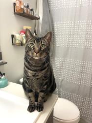 Lost Male Cat last seen Near Royal Oak Heights NW, Calgary, AB T3G 5S4