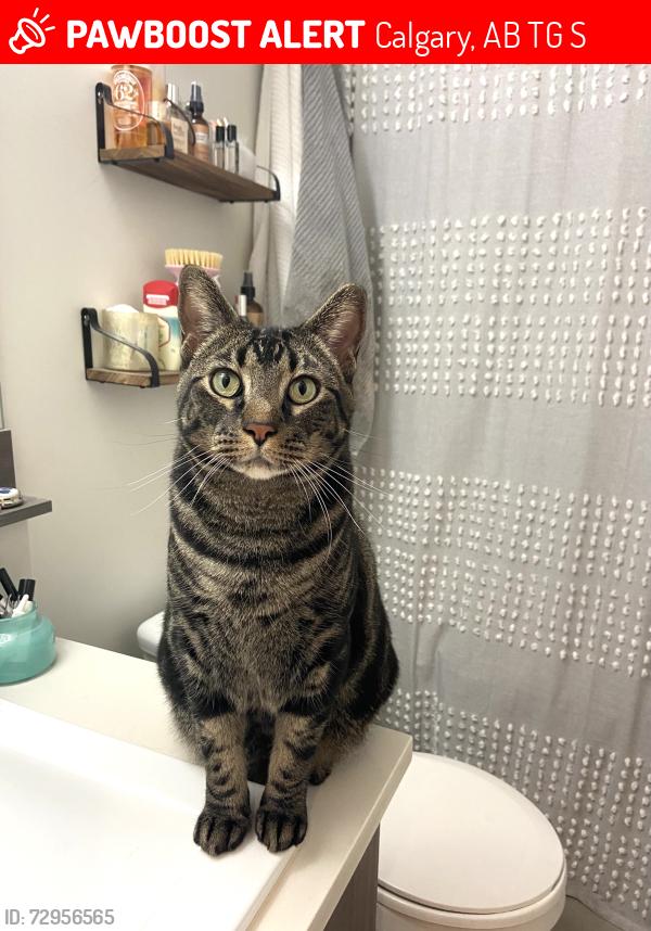 Lost Male Cat last seen Near Royal Oak Heights NW, Calgary, AB T3G 5S4