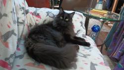 Reunited Female Cat last seen Nolen Park, Eagle Mountain, UT 84005