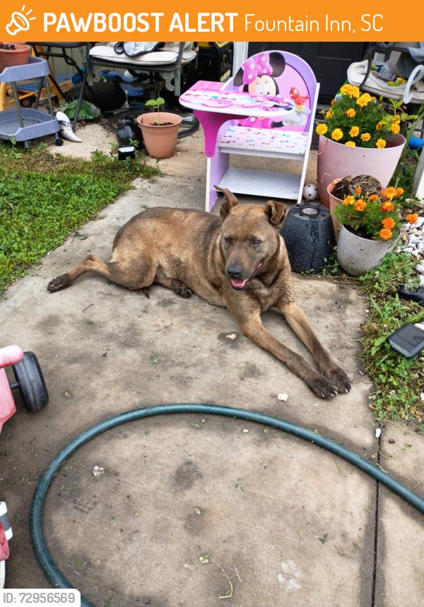 Found/Stray Male Dog last seen Near Fairview rd in fountain inn SC, has stayed in my yard. , Fountain Inn, SC 29680