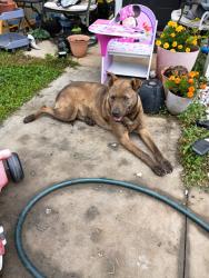 Found/Stray Male Dog last seen Near Fairview rd in fountain inn SC, has stayed in my yard. , Fountain Inn, SC 29680