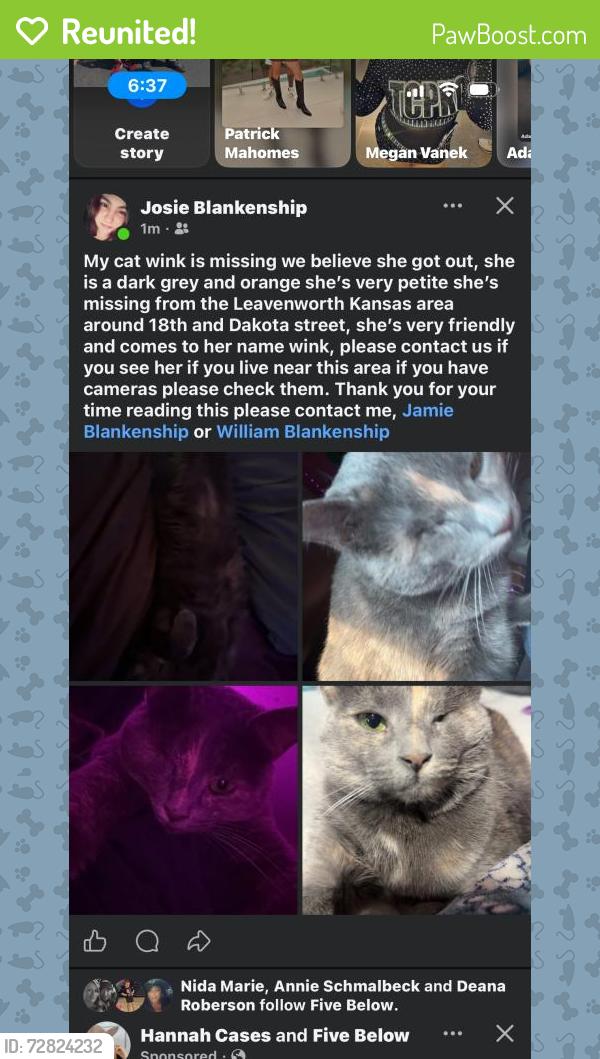 Reunited Female Cat last seen Daokat, Leavenworth, KS 66048