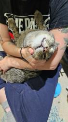 Reunited Male Cat last seen Bryan Park Avenue and Westlake Avenue, Richmond, VA 23228