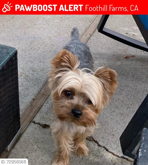 Lost Male Dog last seen Hemlock, Foothill Farms, CA 95841