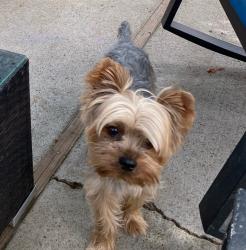 Lost Male Dog last seen Hemlock, Foothill Farms, CA 95841