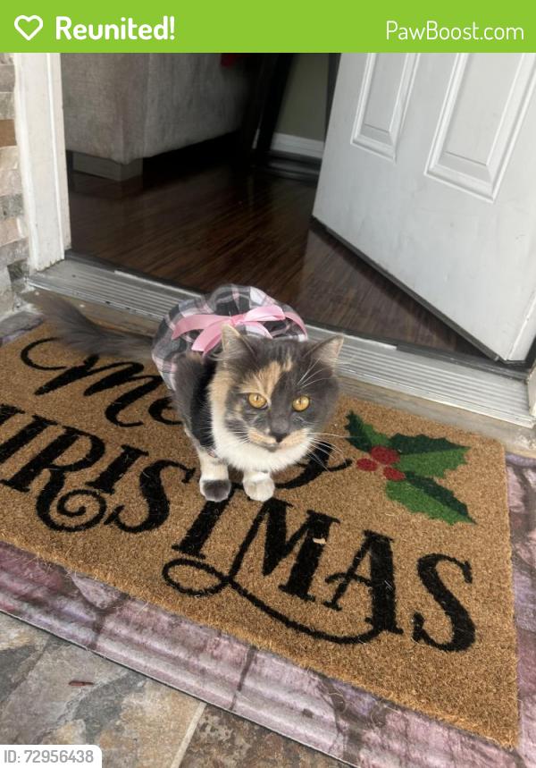 Reunited Female Cat last seen Bonnie ct, Ontario, CA 91762