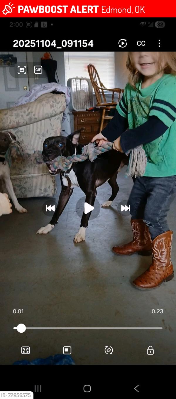 Lost Male Dog last seen By the forest over there, Edmond, OK 73025