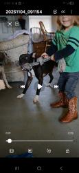 Lost Male Dog last seen By the forest over there, Edmond, OK 73025