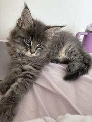 Lost Male Cat last seen Copnor road , Portsmouth, England PO3 5AB