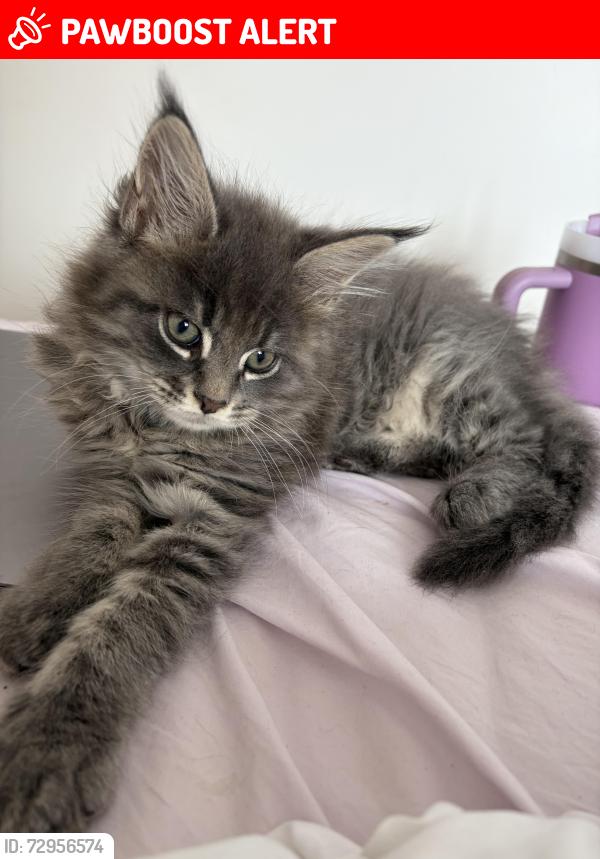 Lost Male Cat last seen Copnor road , Portsmouth, England PO3 5AB