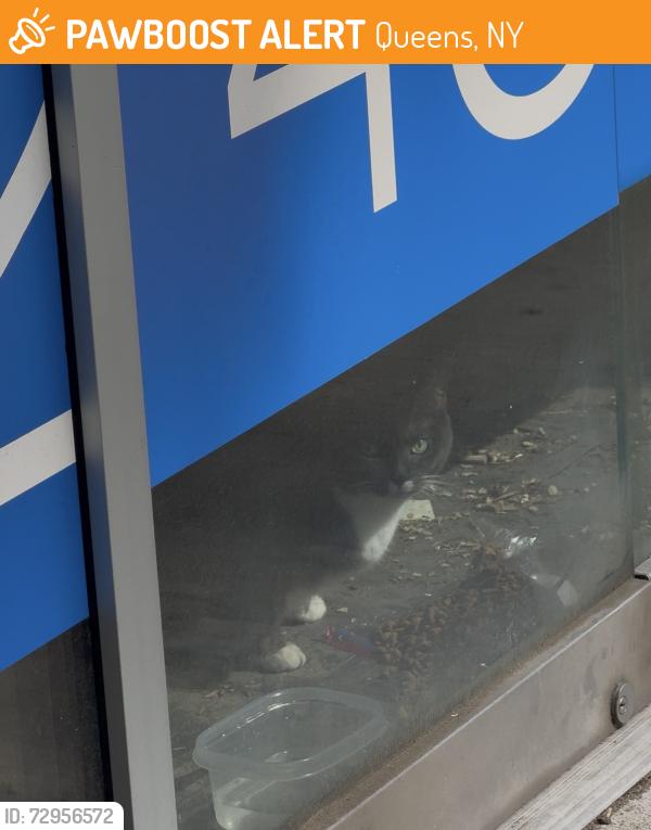 Found/Stray Male Cat last seen Across from Socrates Park in Vernon Tower store for lease., Queens, NY 11109