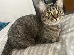 Lost Female Cat last seen Circle K, 711, Katzie Elementary , Surrey, BC V4N 5Z5
