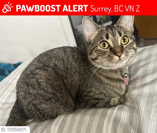 Lost Female Cat last seen Circle K, 711, Katzie Elementary , Surrey, BC V4N 5Z5