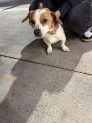 Found/Stray Male Dog last seen Huffaker st and shorter Ave , Rome, GA 30165