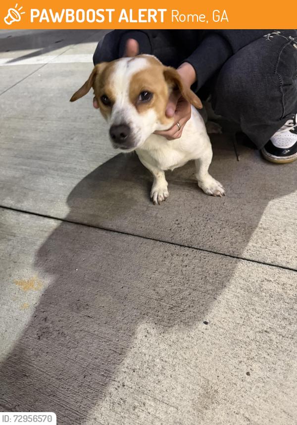 Found/Stray Male Dog last seen Huffaker st and shorter Ave , Rome, GA 30165