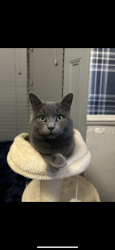 Reunited Male Cat last seen Whittaker Close, Old Swan Liverpool , Old Swan, England L13