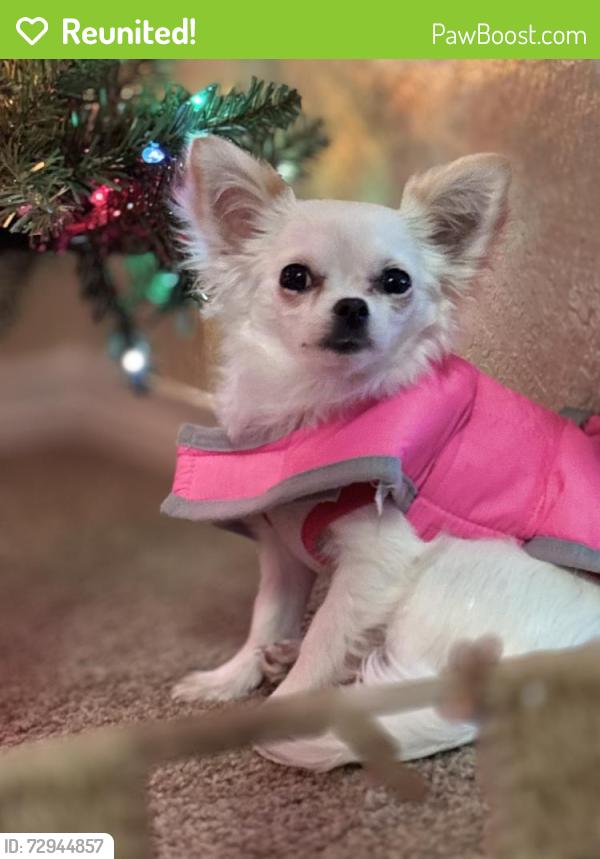 Reunited Female Dog last seen Vineyard springs Apt. 1604, San Antonio, TX 78258